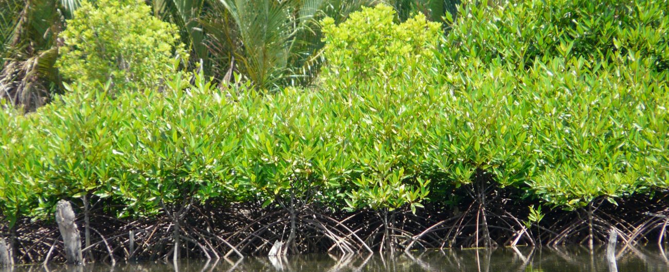 PU Indonésie - Forêt de mangrove