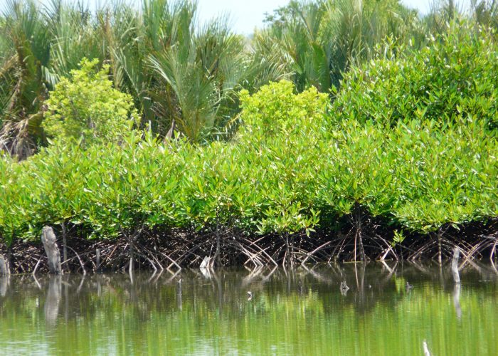 PU Indonésie - Forêt de mangrove