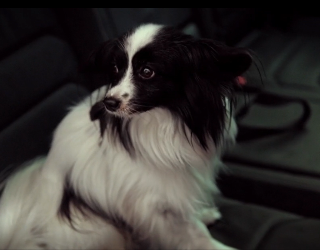 [Vidéo] Animaux en voiture : attention danger!